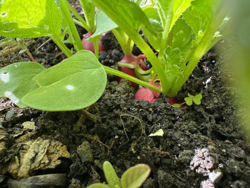 Radishes in the garden bed