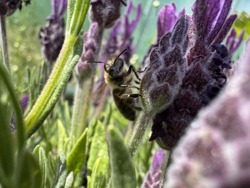 Bee in the lavender