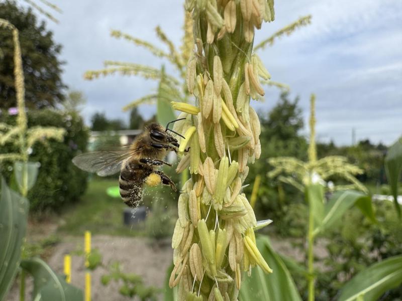 Bee on corn