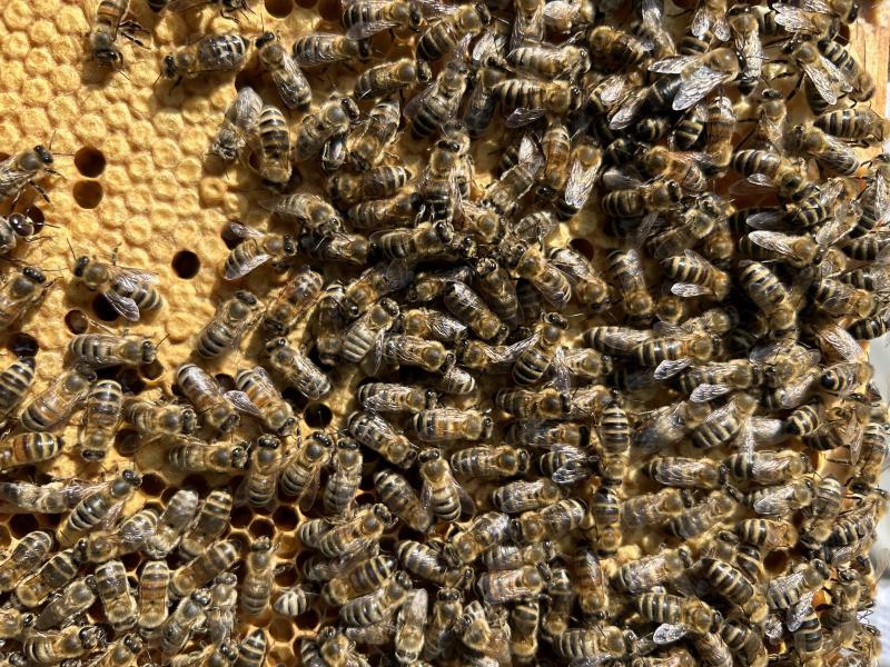 Bees on the honeycomb