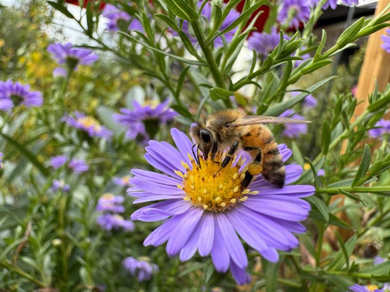 Bee on a flower