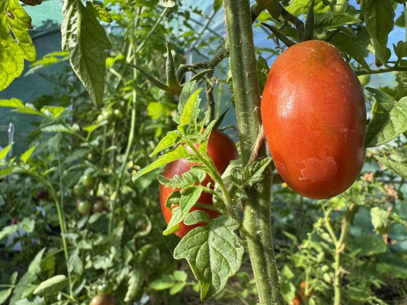 Tomatoes in the polytunnel