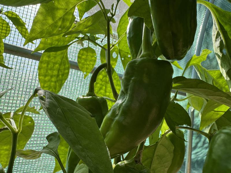 Peppers in the polytunnel