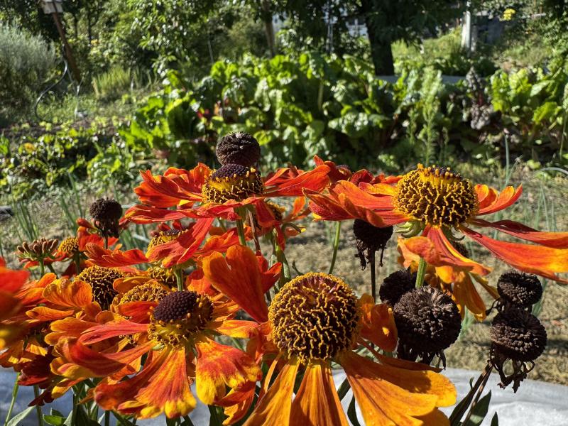 Flowers in the garden