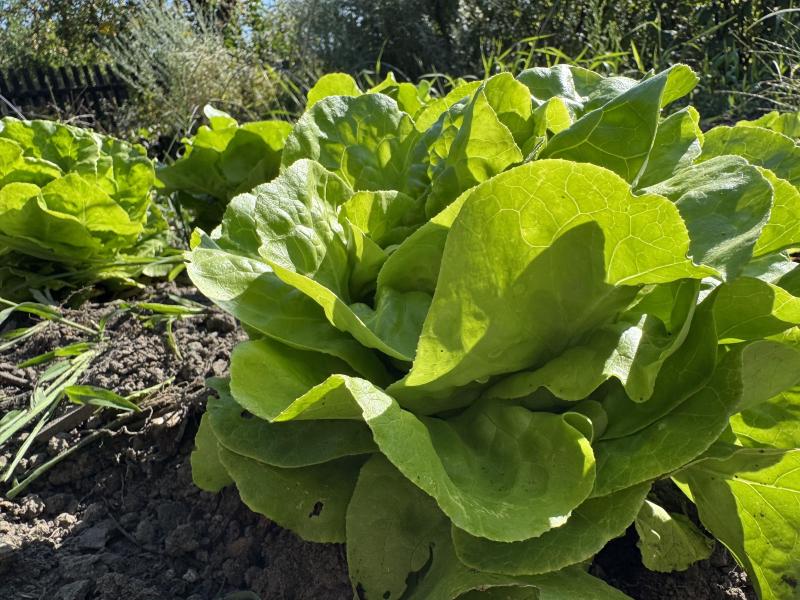 Lettuce in the garden bed